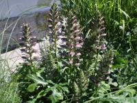 Paznehtník měkký (Acanthus mollis)