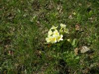 Prvosenka bezlodyžná (Primula acaulis)