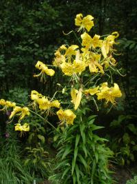 Lilie - žlutý kultivar (Lilium)