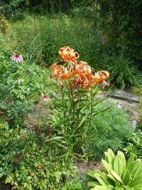 Lilium tigrinum - lilie tygrovaná (Lilium tigrinum)