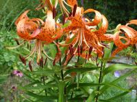 Lilie tygrovaná (Lilium tigrinum)